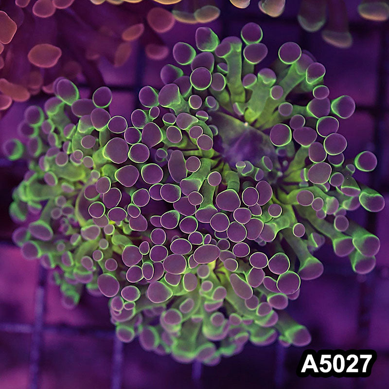 Item#A5027LW5027(S) WYSIWYG Indo Ultra Unique Branching Hammer 3H