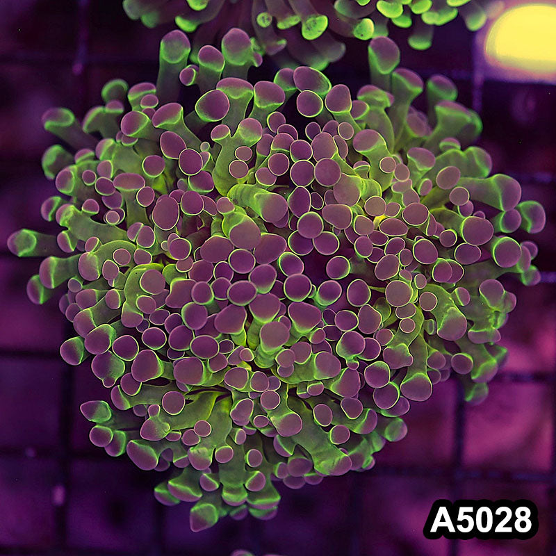 Item#A5028LW5028(S) WYSIWYG Indo Ultra Unique Branching Hammer 3H