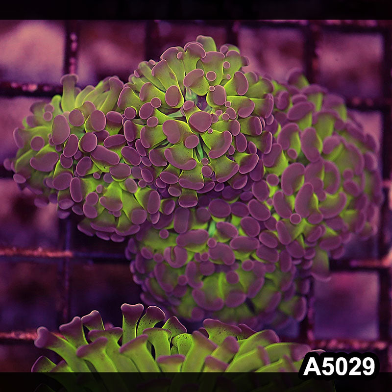 Item#A5029LW5029(S) WYSIWYG Indo Ultra Unique Branching Hammer 4H