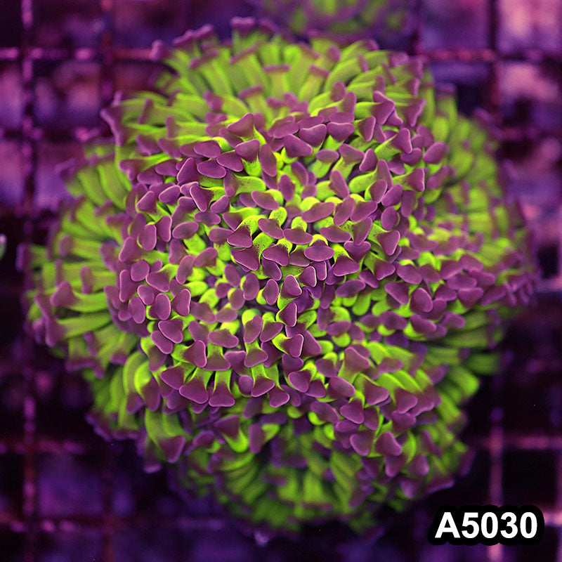 Item#A5030LW5030(L) WYSIWYG Indo Ultra Unique Branching Hammer Colony