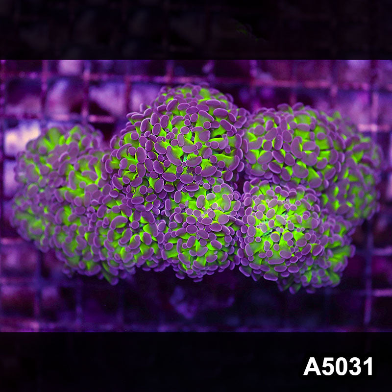 Item#A5031LW5031(L) WYSIWYG Indo Ultra Unique Branching Hammer Colony