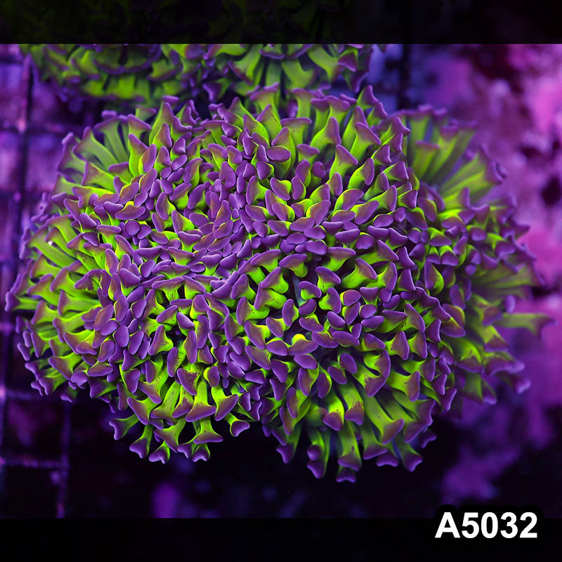 Item#A5032LW5032(L) WYSIWYG Indo Ultra Unique Branching Hammer Colony