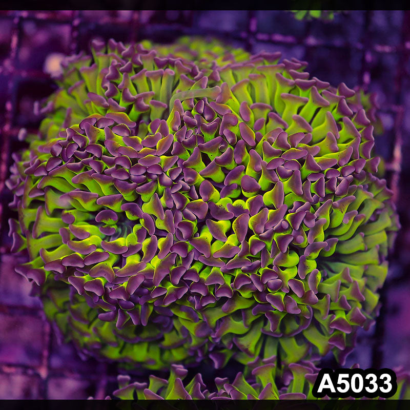 Item#A5033LW5033(L) WYSIWYG Indo Ultra Unique Branching Hammer Colony