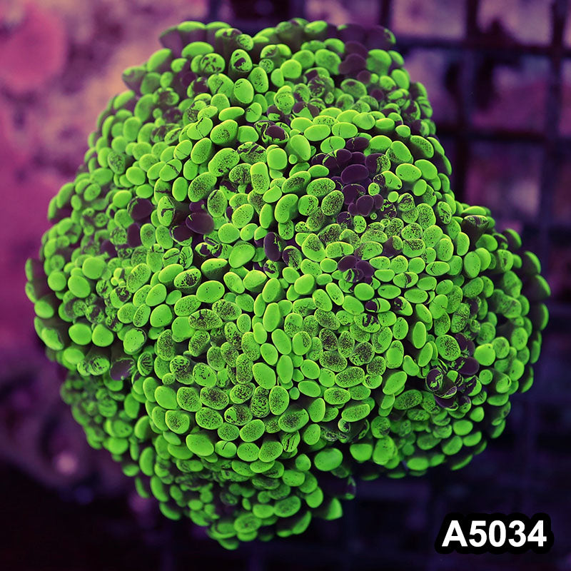 Item#A5034LW5034(L) WYSIWYG Indo Ultra Unique Branching Hammer Colony