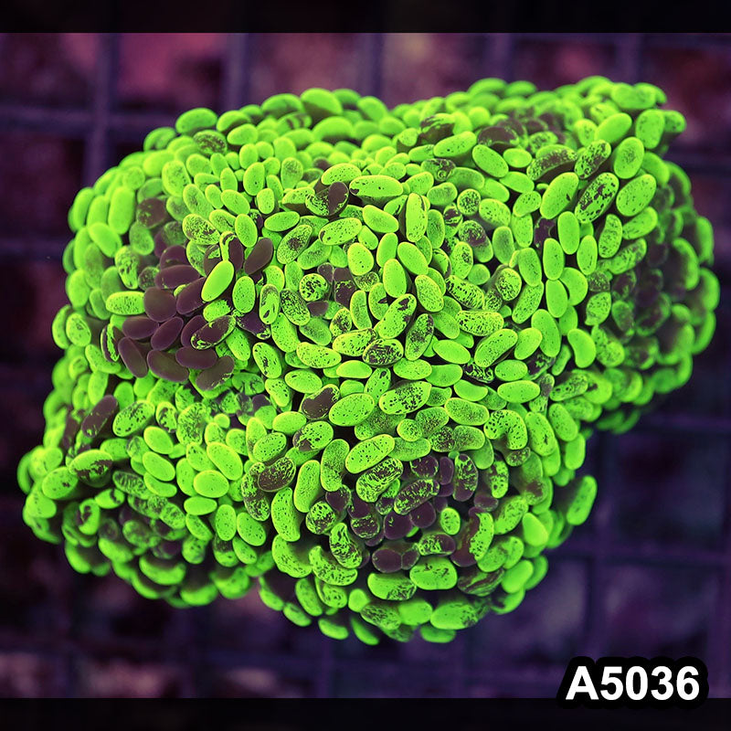 Item#A5036LW5036(M) WYSIWYG Indo Ultra Unique Branching Hammer Colony