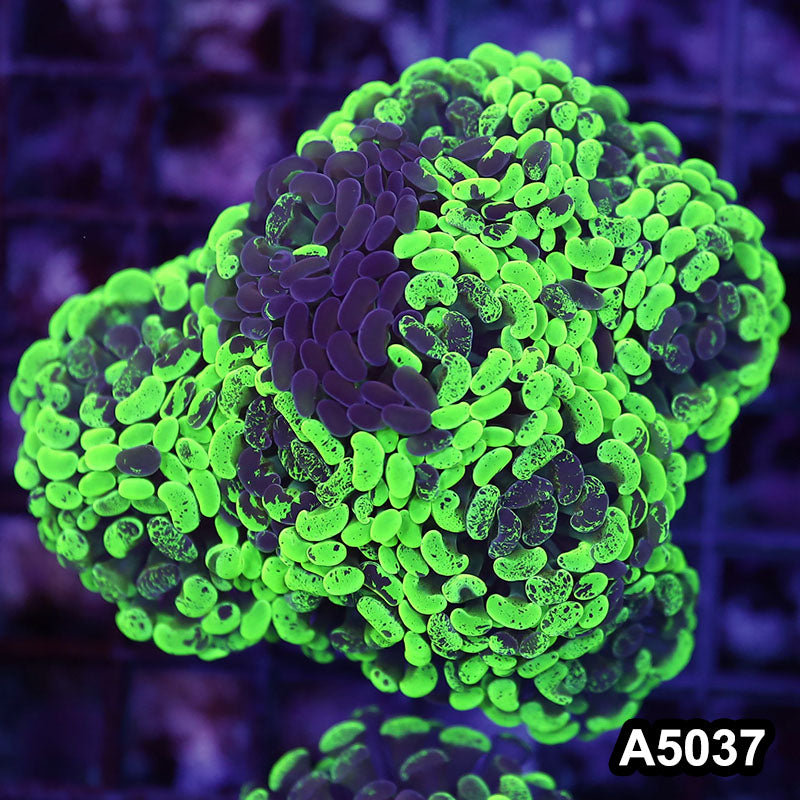 Item#A5037LW5037(M) WYSIWYG Indo Ultra Unique Branching Hammer Colony