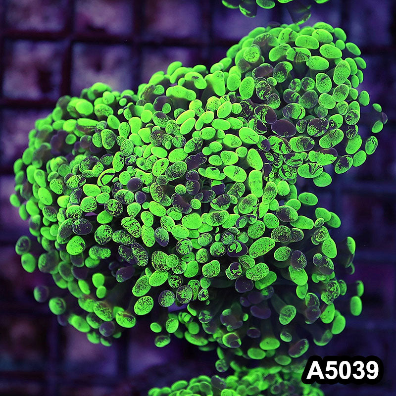 Item#A5039LW5039(M) WYSIWYG Indo Ultra Unique Branching Hammer Colony