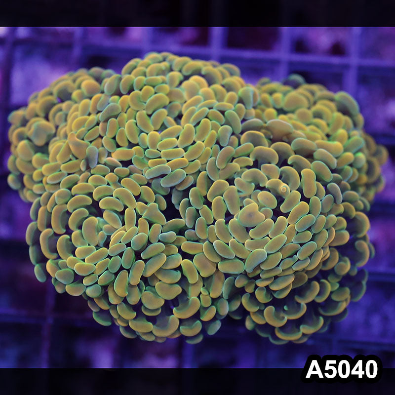 Item#A5040LW5040(L) WYSIWYG Indo Ultra Unique Branching Hammer Colony