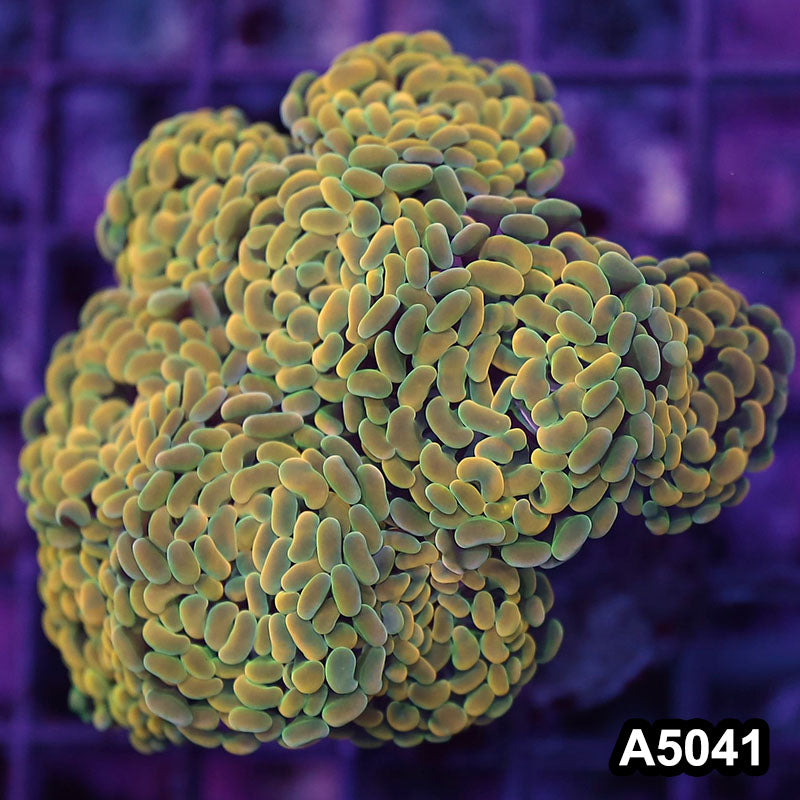 Item#A5041LW5041(L) WYSIWYG Indo Ultra Unique Branching Hammer Colony