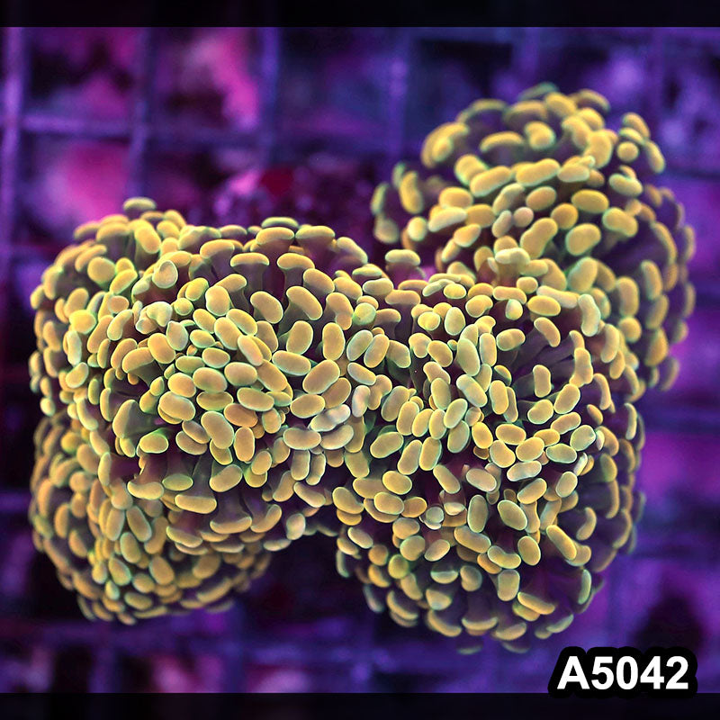 Item#A5042LW5042(M) WYSIWYG Indo Ultra Unique Branching Hammer Colony