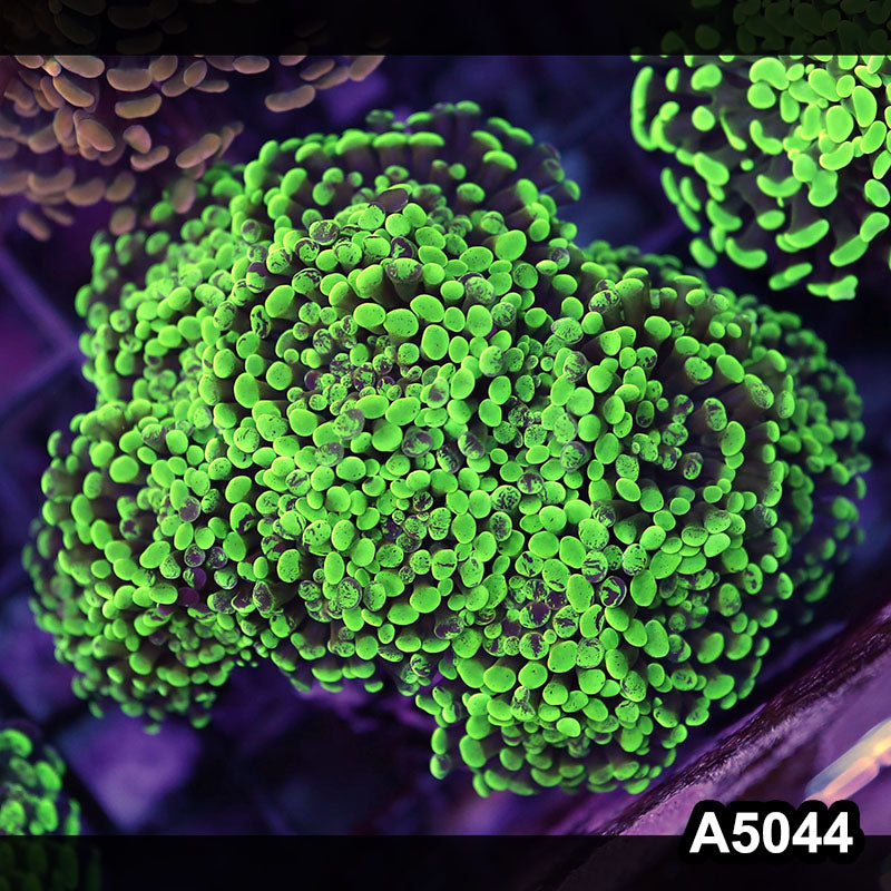 Item#A5044LW5044(L) WYSIWYG Indo Ultra Unique Branching Hammer Colony