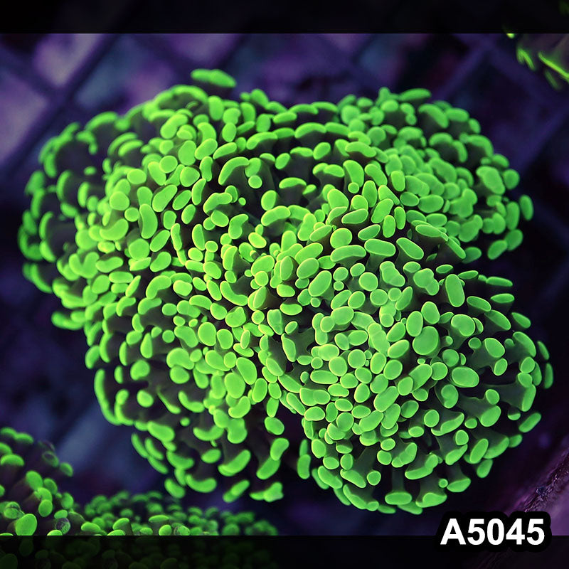 Item#A5045LW5045(L) WYSIWYG Indo Ultra Unique Branching Hammer Colony