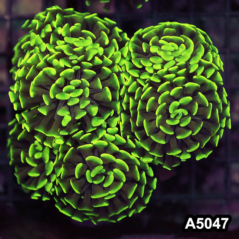 Item#A5047LW5047(L) WYSIWYG Indo Ultra Unique Branching Hammer Colony