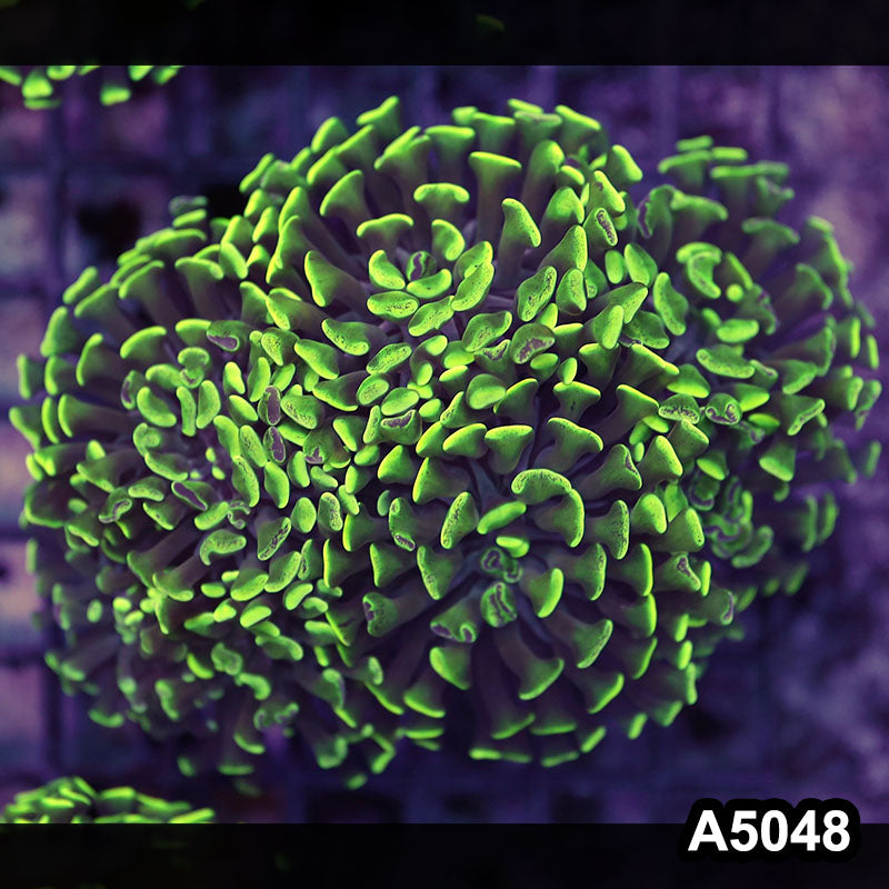 Item#A5048LW5048(L) WYSIWYG Indo Ultra Unique Branching Hammer Colony