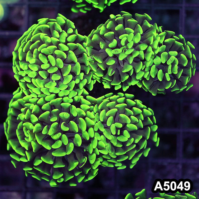 Item#A5049LW5049(L) WYSIWYG Indo Ultra Unique Branching Hammer Colony