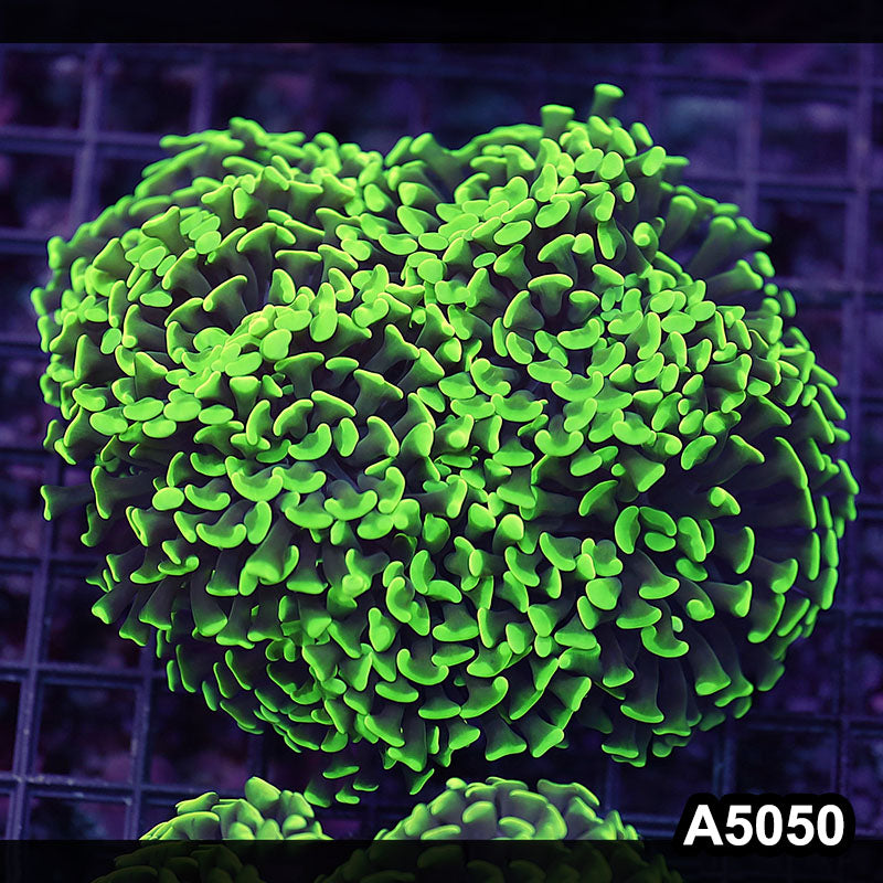 Item#A5050LW5050(L) WYSIWYG Indo Ultra Unique Branching Hammer Colony