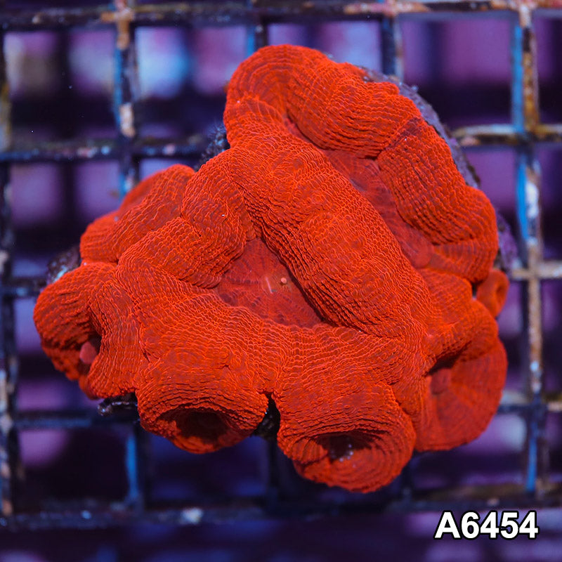 Item#A6454IN6454(S) WYSIWYG Aussie Ultra Bowerbanki