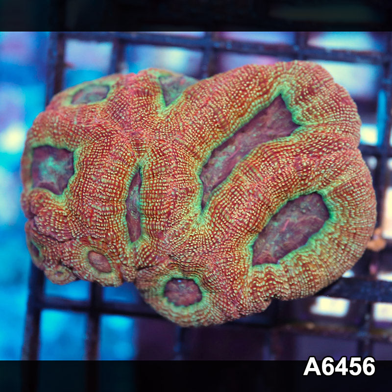 Item#A6456IN6456(S) WYSIWYG Aussie Ultra Bowerbanki