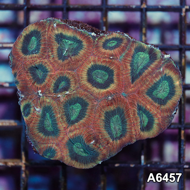 Item#A6457IN6457(S) WYSIWYG Aussie Ultra Reverse Prism Favia Mini Colony
