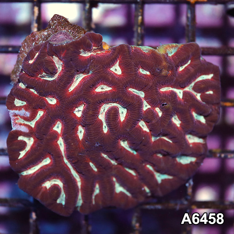Item#A6458IN6458(S) WYSIWYG Aussie Ultra Unique Maze Brain Mini Colony