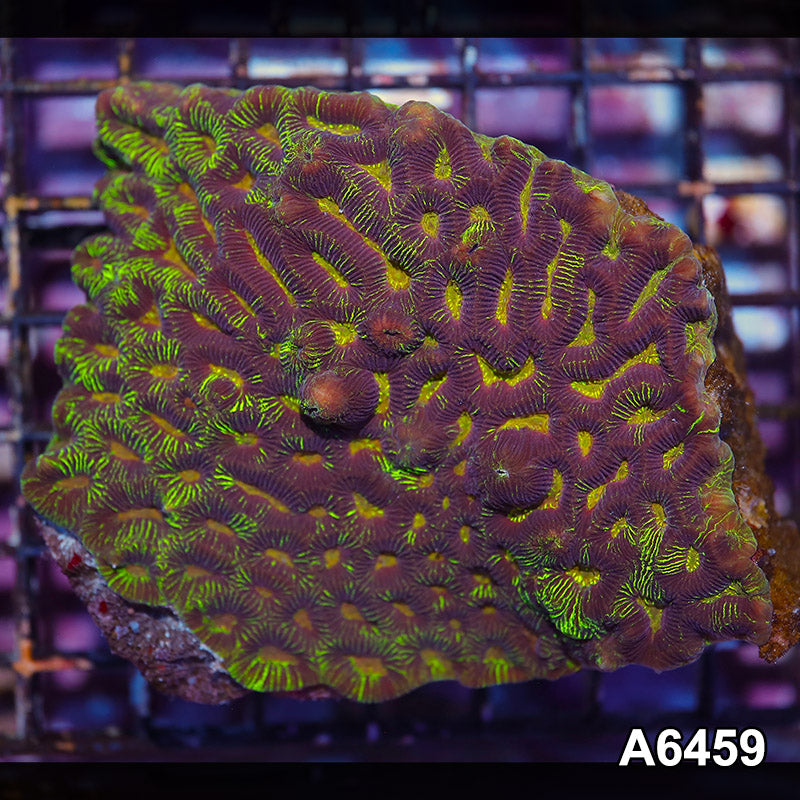 Item#A6459IN6459(S) WYSIWYG Aussie Ultra Unique Maze Brain Mini Colony