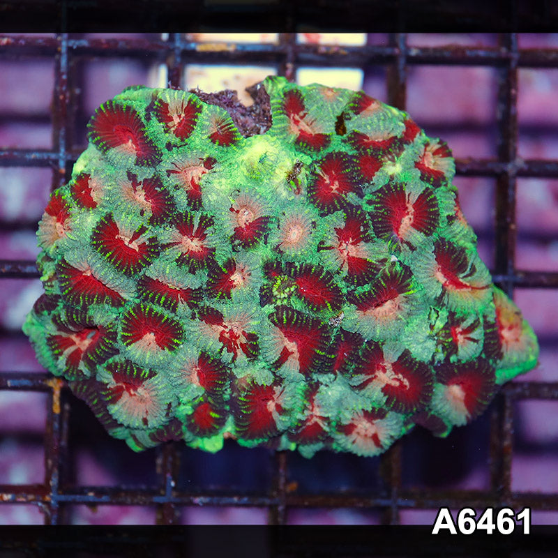 Item#A6461IN6461(S) WYSIWYG Aussie Ultra Unique Favia Mini Colony