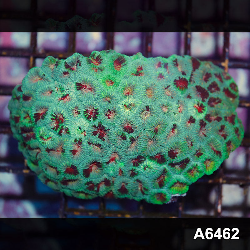 Item#A6462IN6462(S) WYSIWYG Aussie Ultra Unique Favia Colony