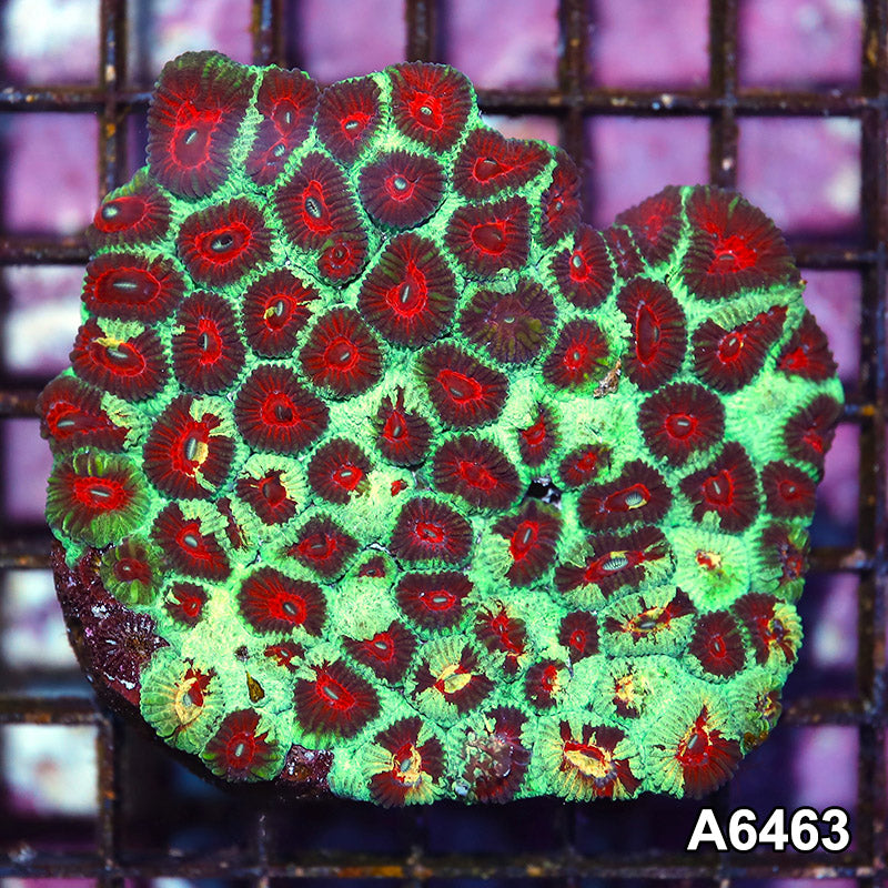 Item#A6463IN6463(S) WYSIWYG Aussie Ultra Unique Favia Colony