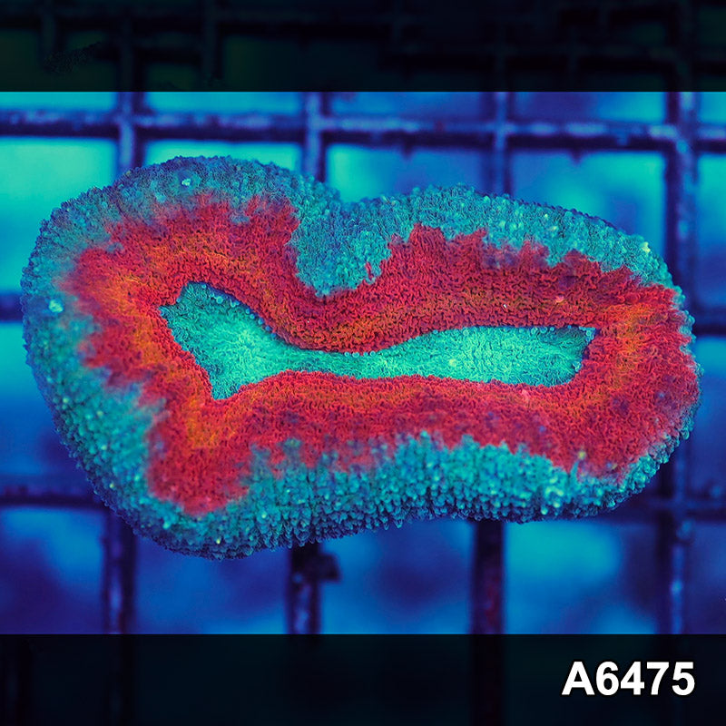 Item#A6475IN6475(S) WYSIWYG Aussie Ultra Lobophyllia