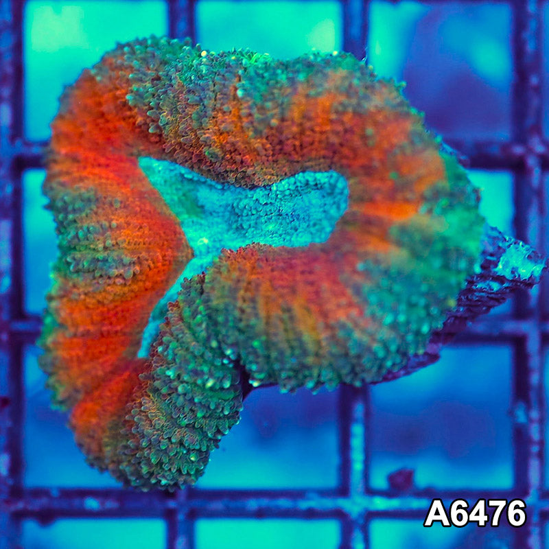 Item#A6476IN6476(S) WYSIWYG Aussie Ultra Lobophyllia