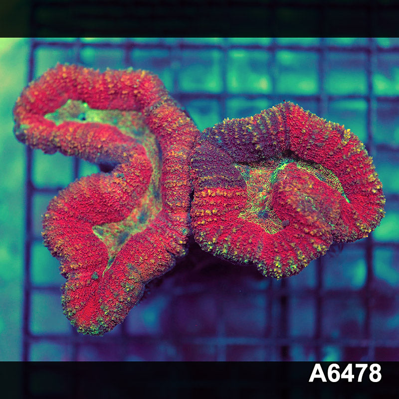 Item#A6478IN6478(S) WYSIWYG Aussie Ultra Unique Lobophyllia
