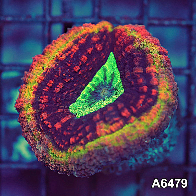 Item#A6479IN6479(S) WYSIWYG Aussie Rainbow Volcano Symphyllia