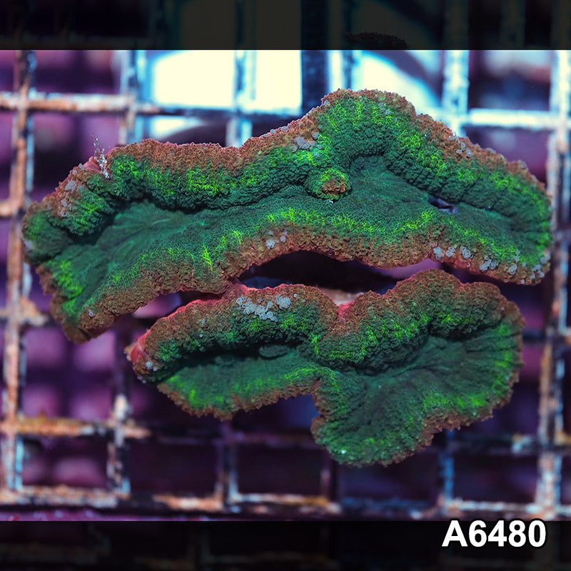 Item#A6480IN6480(S) WYSIWYG Aussie Ultra Lobophyllia