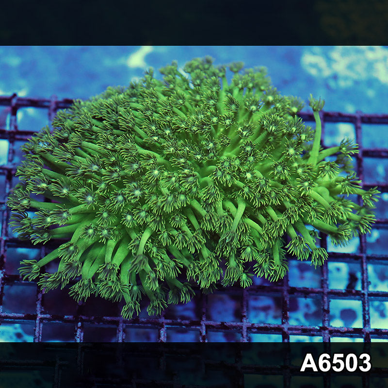 Item#A6503RW6503(L) WYSIWYG Aussie Ultra Goniopora Colony
