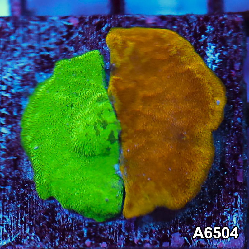 Item#A6504RW6504(S) WYSIWYG Ultra Psammacora Combo Frag