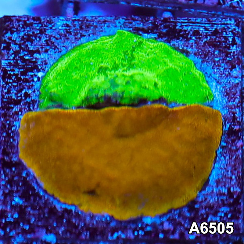 Item#A6505RW6505(S) WYSIWYG Ultra Psammacora Combo Frag