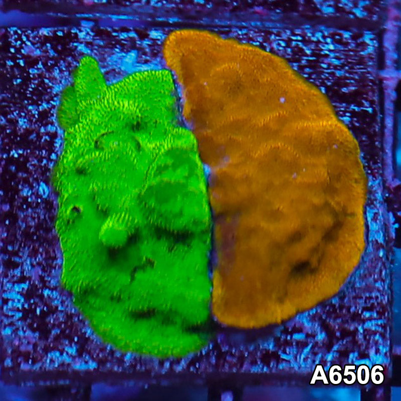 Item#A6506RW6506(S) WYSIWYG Ultra Psammacora Combo Frag