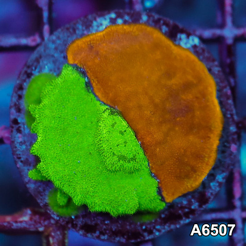 Item#A6507RW6507(S) WYSIWYG Ultra Psammacora Combo Frag