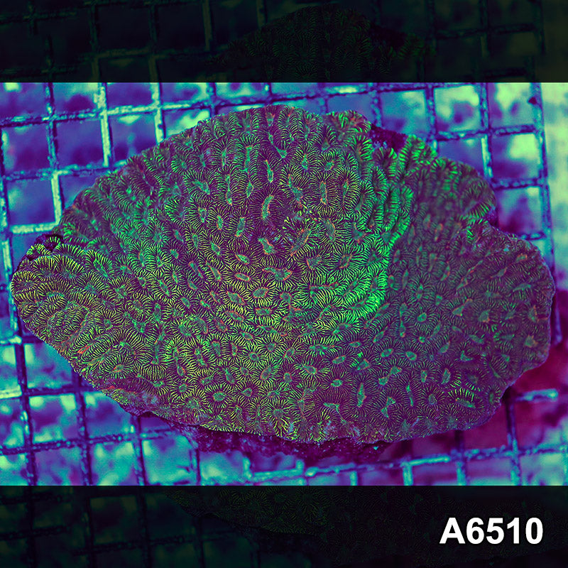 Item#A6510RW6510(L) WYSIWYG Aussie Ultra Unique Maze Brain Colony