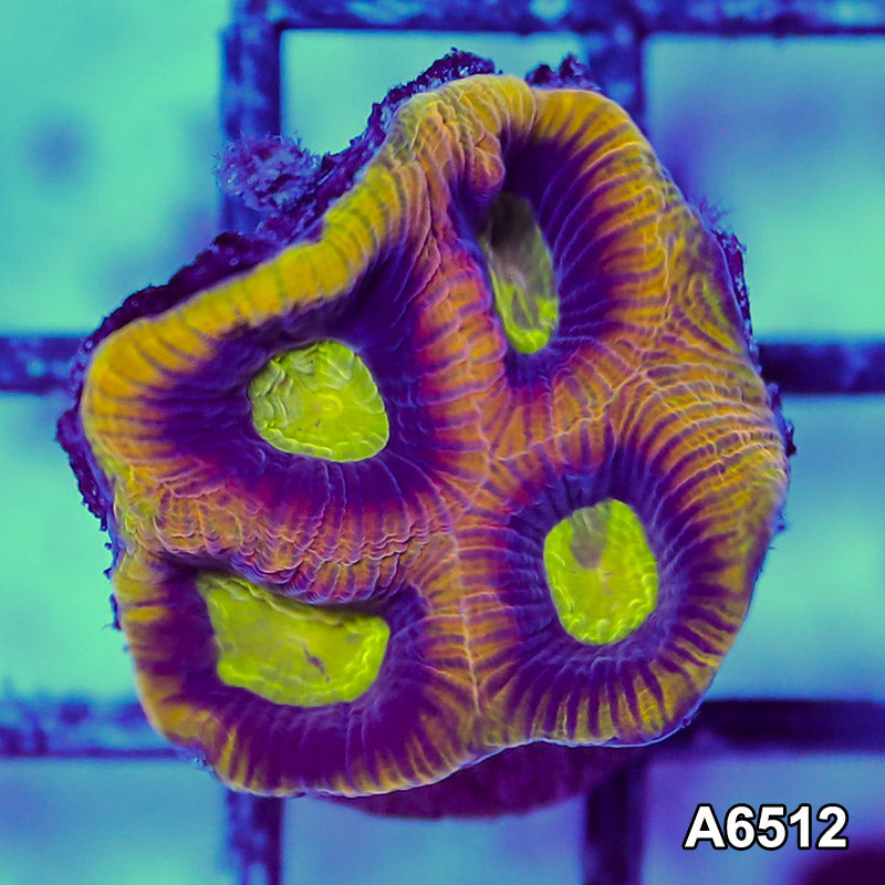 Item#A6512RW6512(S) WYSIWYG Aussie Ultra Unique Prism Favia Frag
