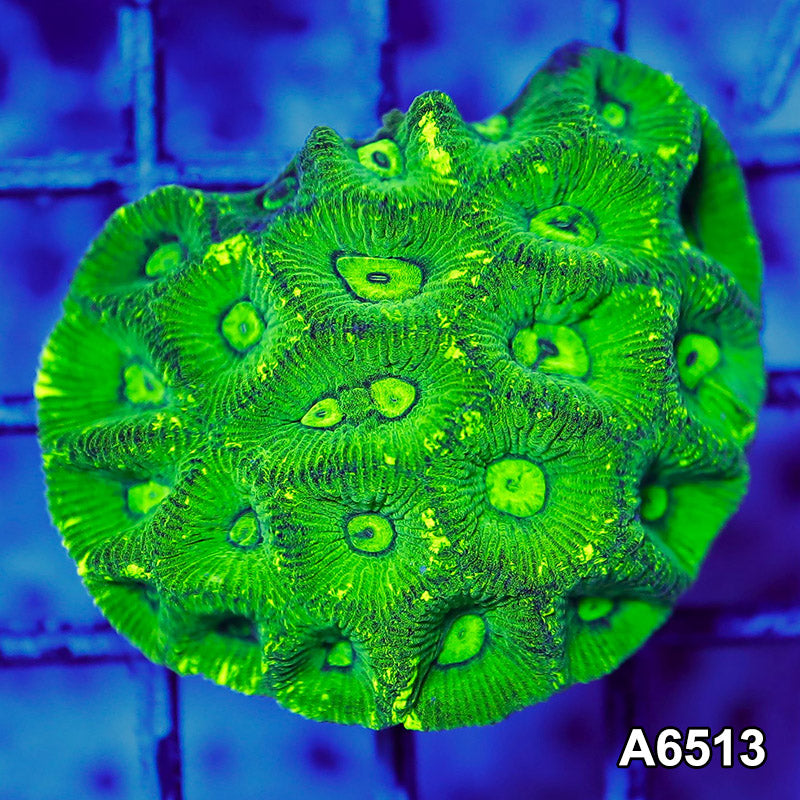 Item#A6513RW6513(S) WYSIWYG Aussie Neon Splatter Goniastrea Mini Colony