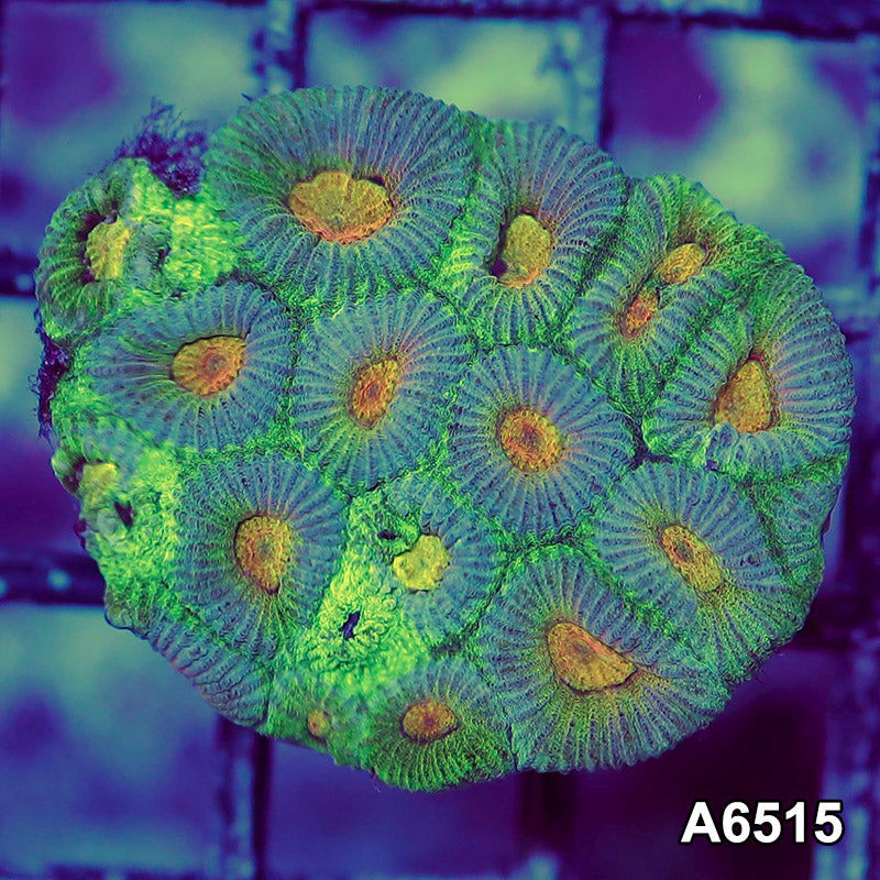 Item#A6515RW6515(S) WYSIWYG Aussie Ultra Unique Favia Mini Colony