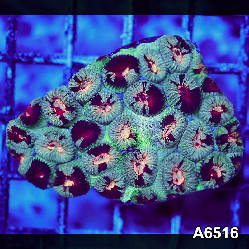 Item#A6516RW6516(S) WYSIWYG Aussie Ultra Unique Favia Mini Colony