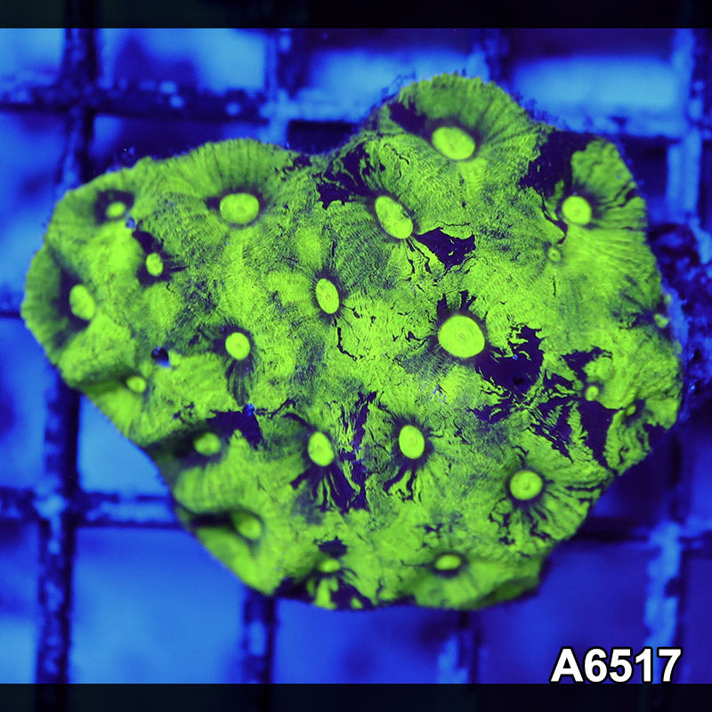 Item#A6517RW6517(S) WYSIWYG Aussie Neon Splatter Goniastrea Mini Colony