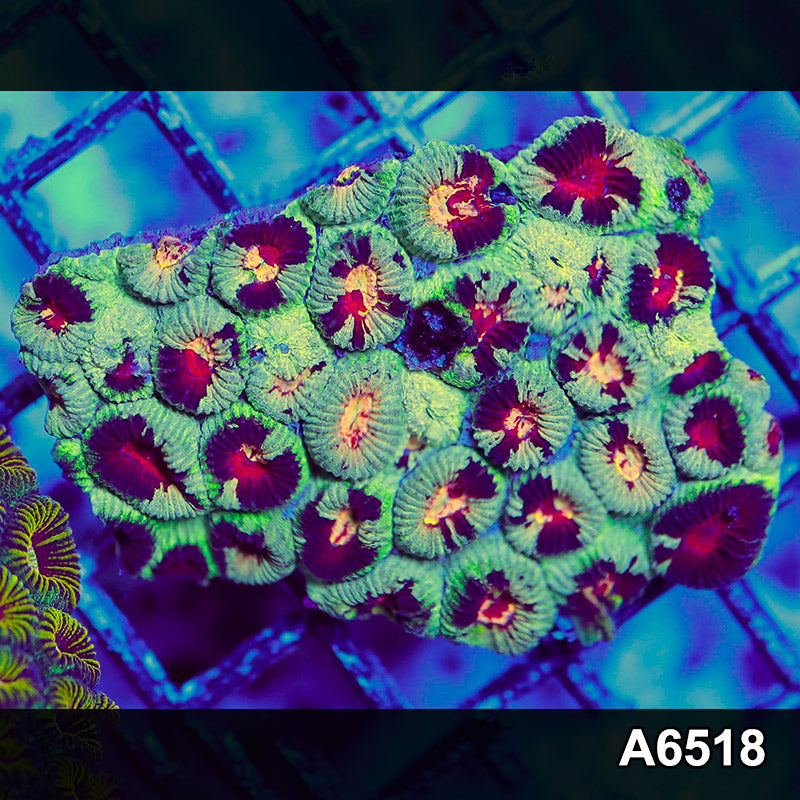 Item#A6518RW6518(S) WYSIWYG Aussie Ultra Unique Favia Mini Colony