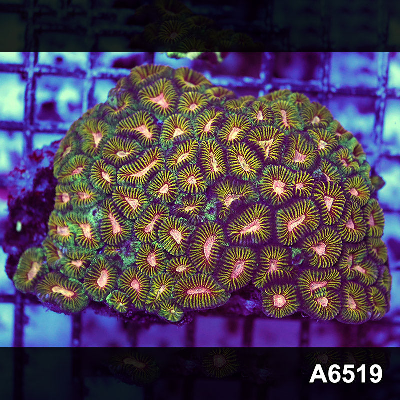 Item#A6519RW6519(M) WYSIWYG Aussie Ultra Favia Colony