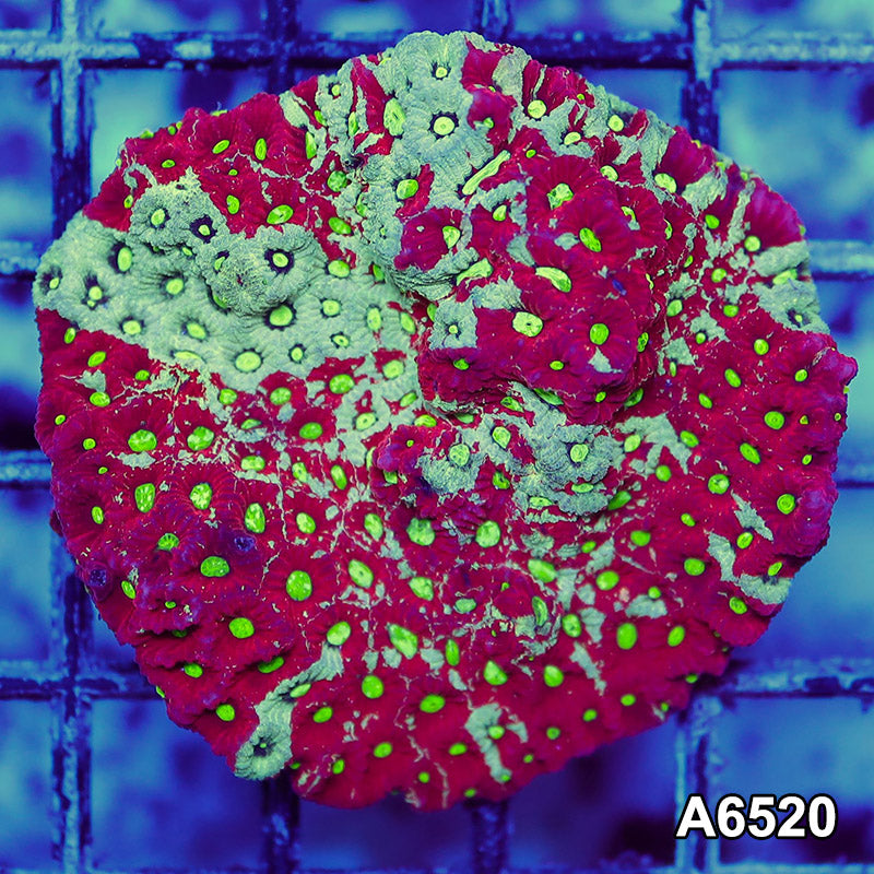 Item#A6520RW6520(M) WYSIWYG Aussie Ultra War Coral Mini Colony