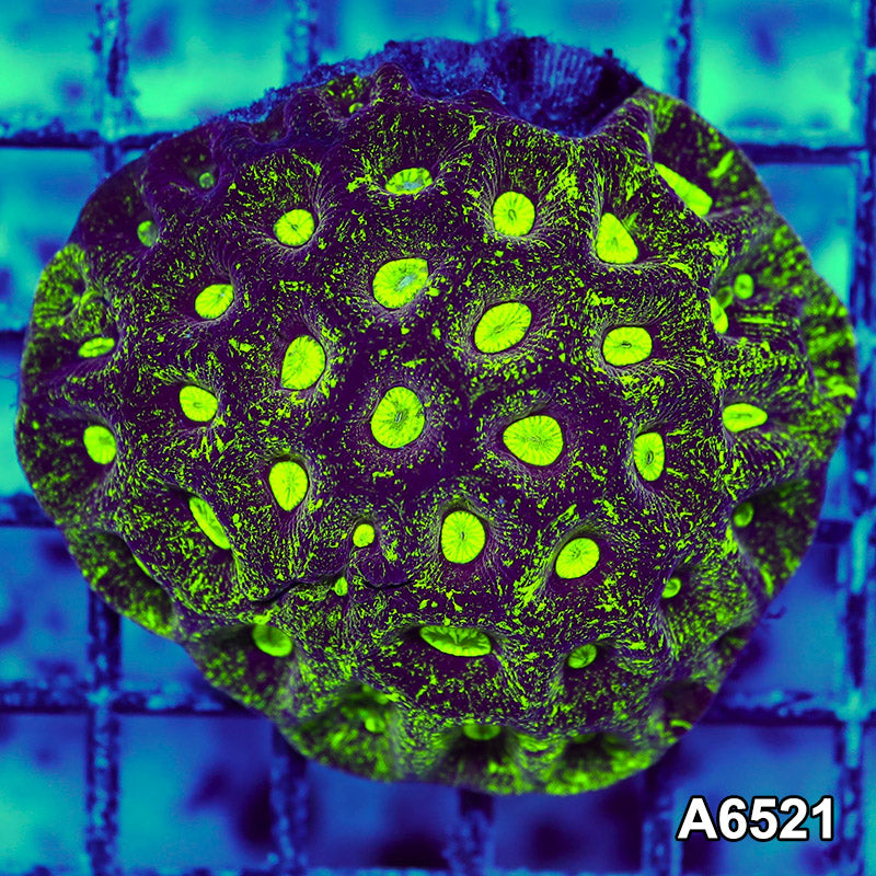 Item#A6521RW6521(M) WYSIWYG Aussie Neon Splatter Goniastrea Mini Colony