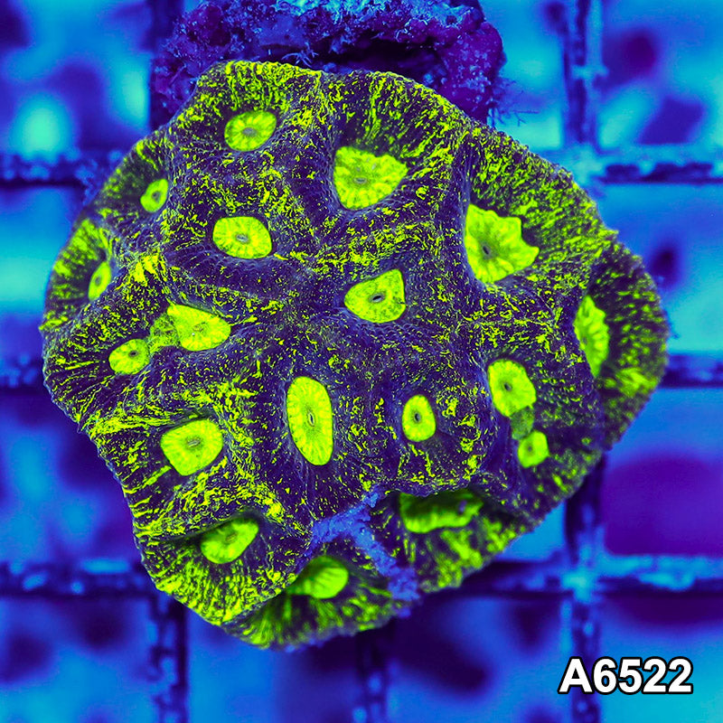Item#A6522RW6522(S) WYSIWYG Aussie Neon Splatter Goniastrea Mini Colony