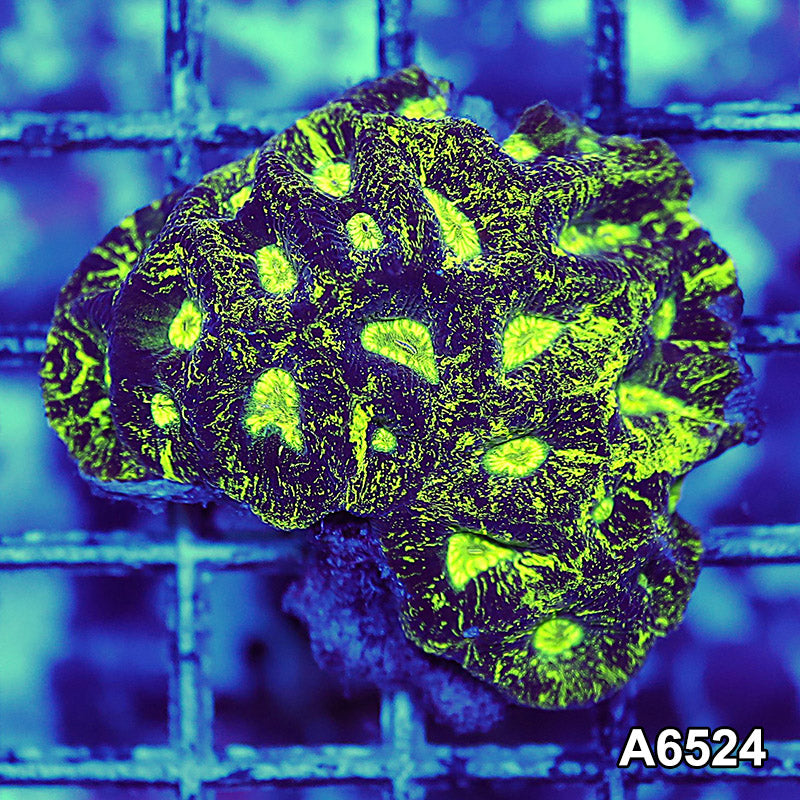 Item#A6524RW6524(S) WYSIWYG Aussie Neon Splatter Goniastrea Mini Colony